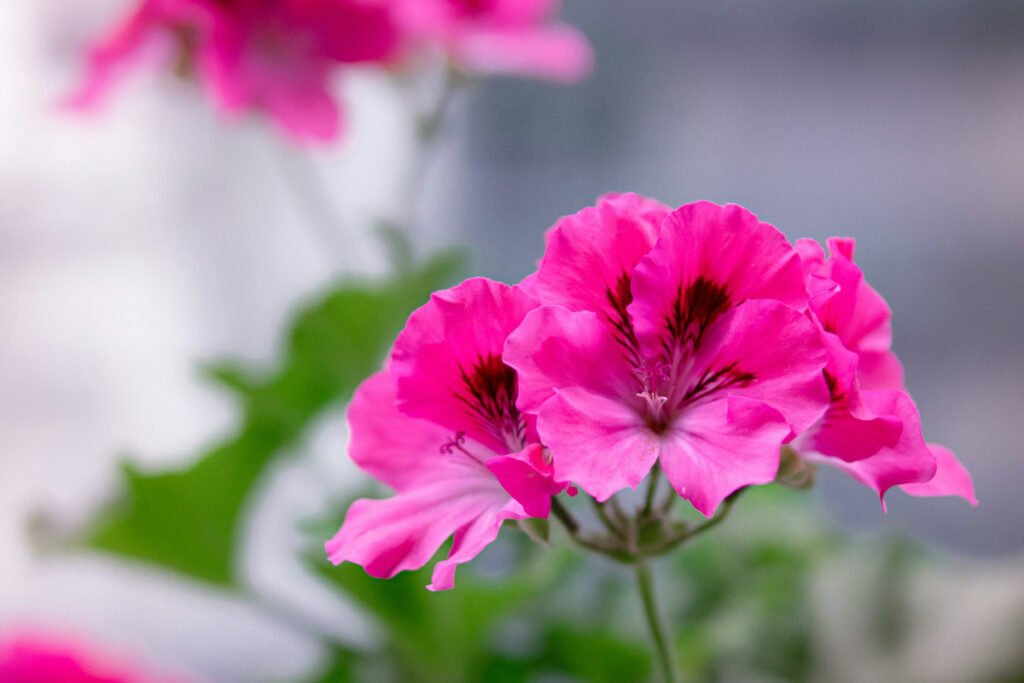 🌿 9 Beautiful Plants That Naturally Repel Mosquitoes 16 geranium