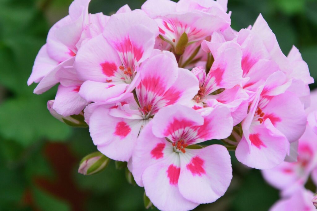 🌿 9 Beautiful Plants That Naturally Repel Mosquitoes 15 geranium