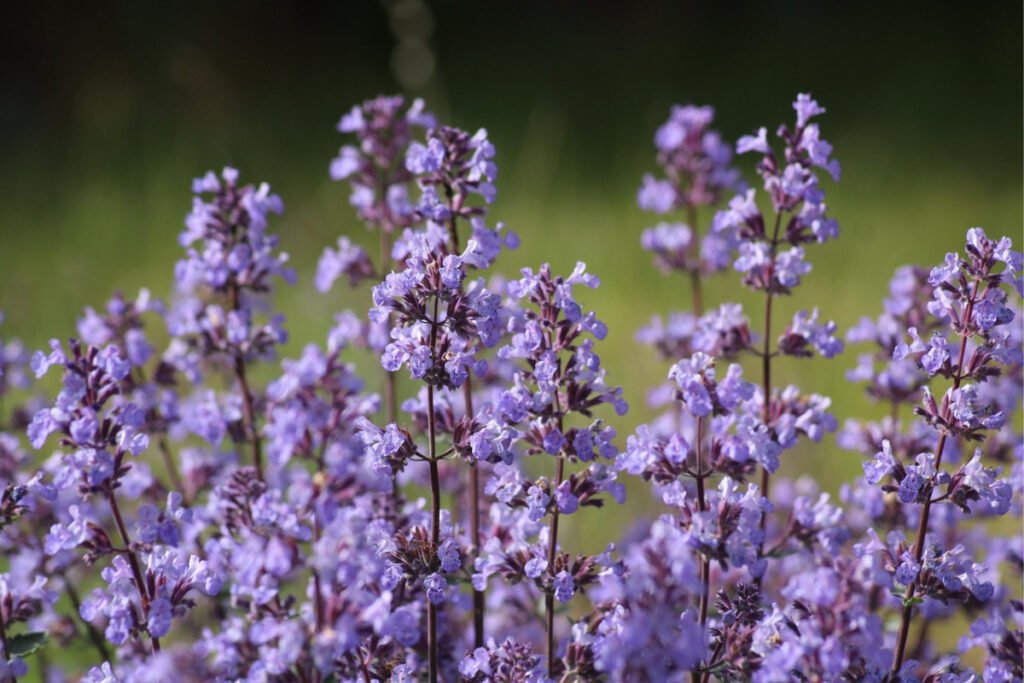 🌿 9 Beautiful Plants That Naturally Repel Mosquitoes 13 CATNIP