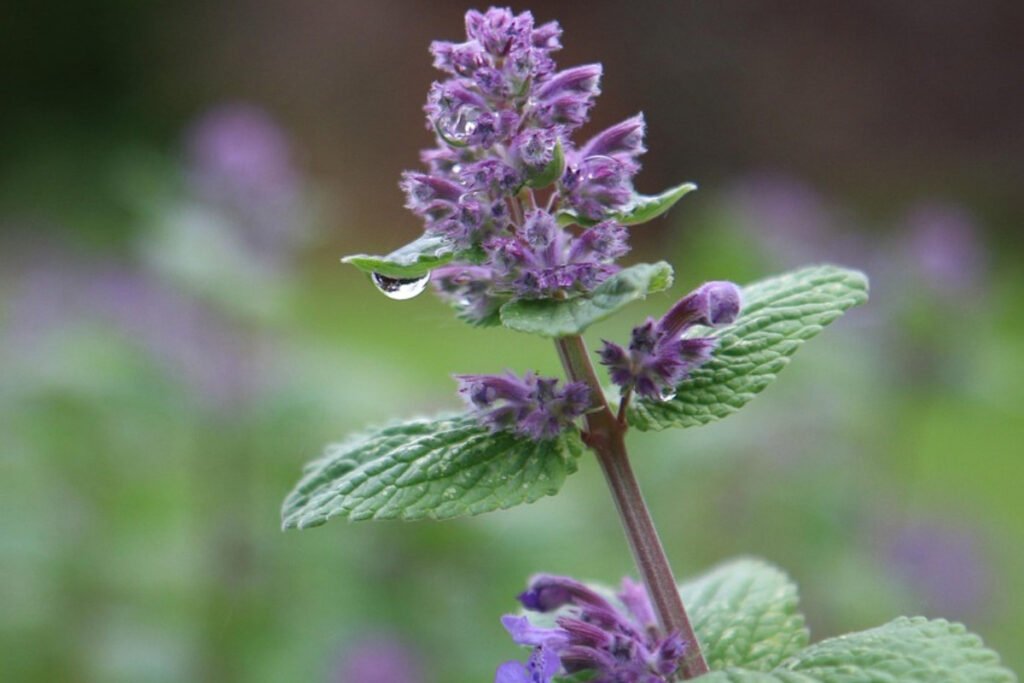 🌿 9 Beautiful Plants That Naturally Repel Mosquitoes 12 catnip