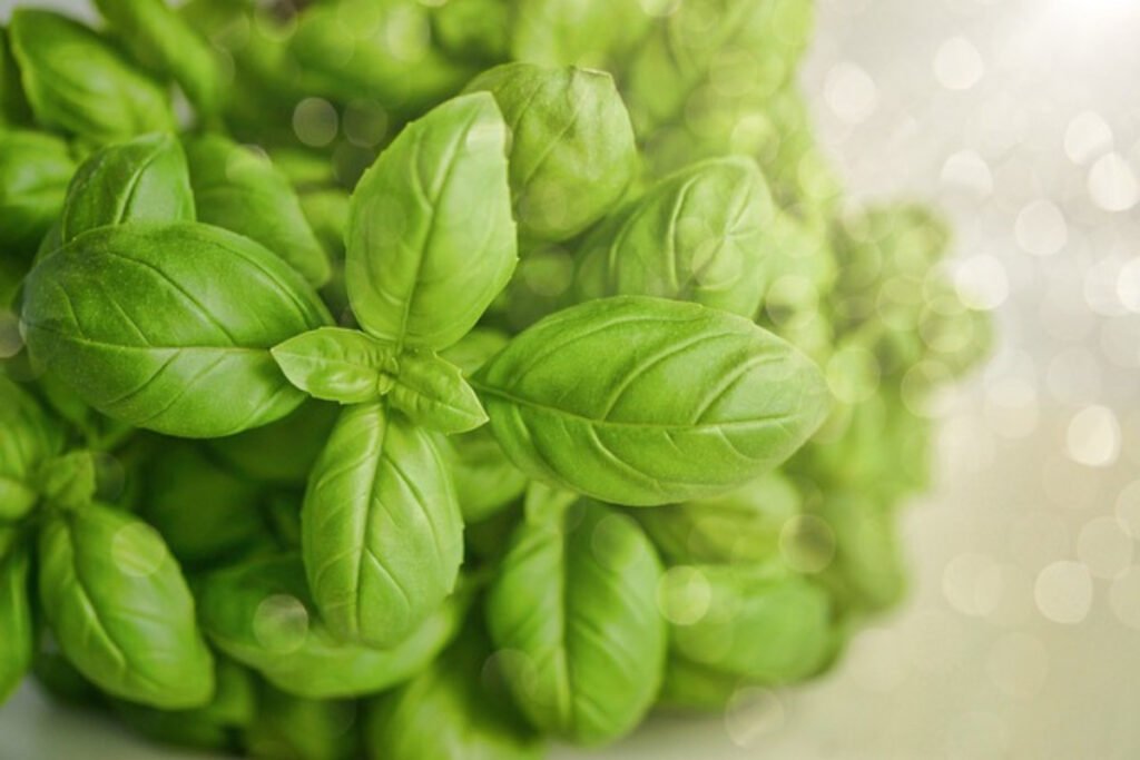 🌿 9 Beautiful Plants That Naturally Repel Mosquitoes 7 basil mosquito repel