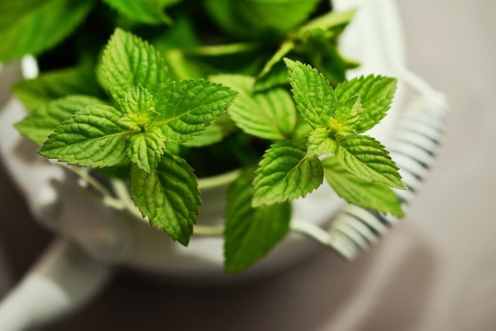 🌿 9 Beautiful Plants That Naturally Repel Mosquitoes 9 mint