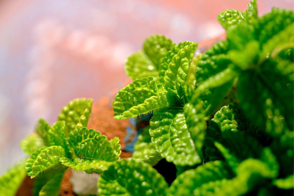 🌿 9 Beautiful Plants That Naturally Repel Mosquitoes 8 mint