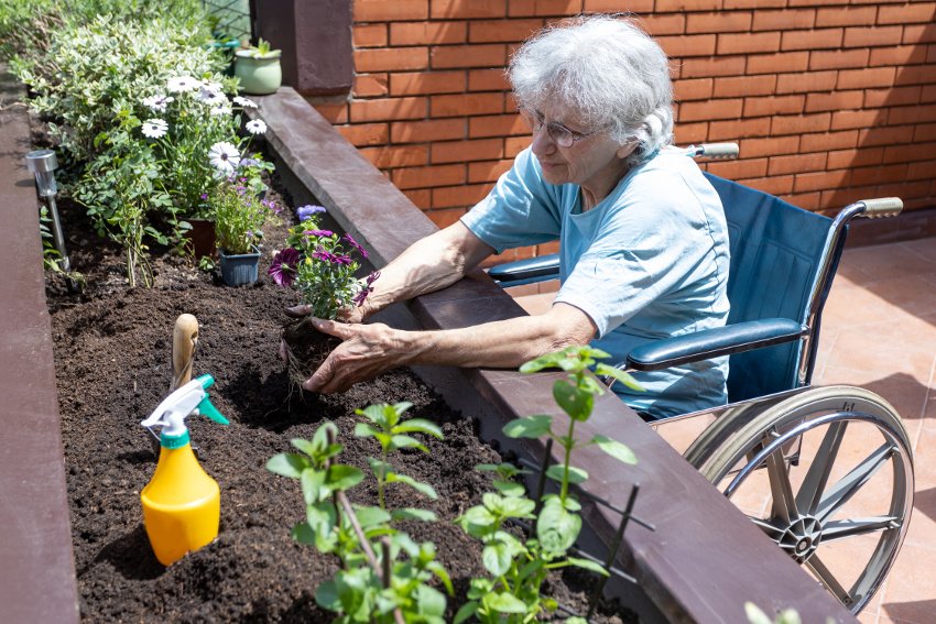 Elderly lady in wheelchair planting flowers cropped