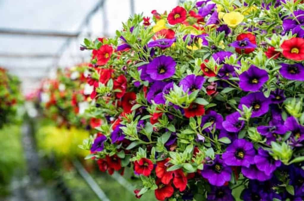 Plant Guide: Calibrachoa 2 IMG 5265