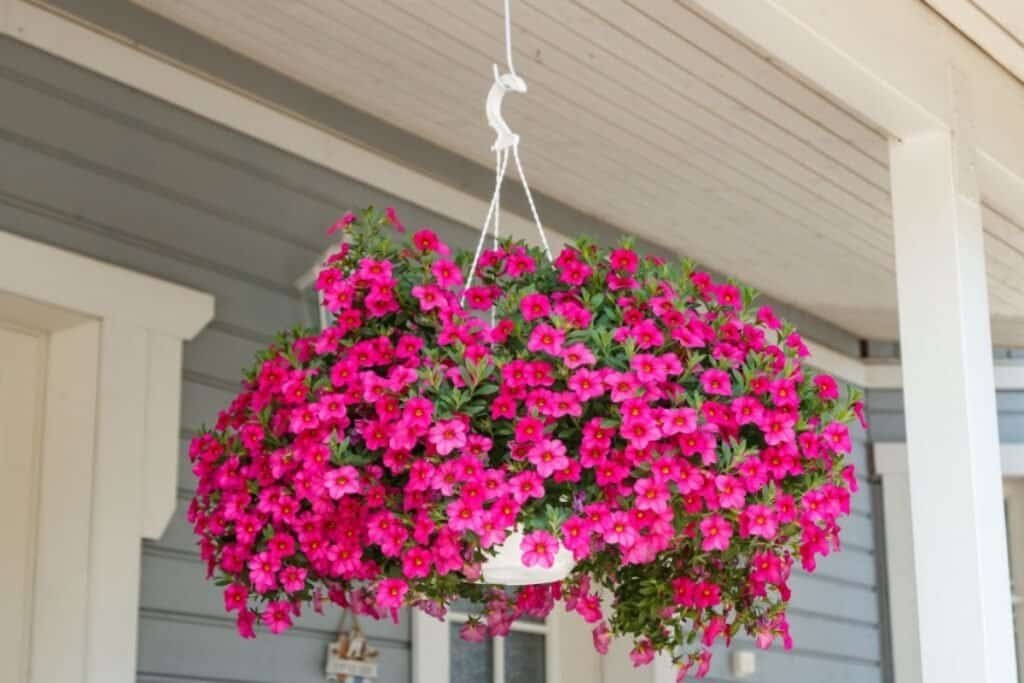 Plant Guide: Calibrachoa 3 IMG 5272