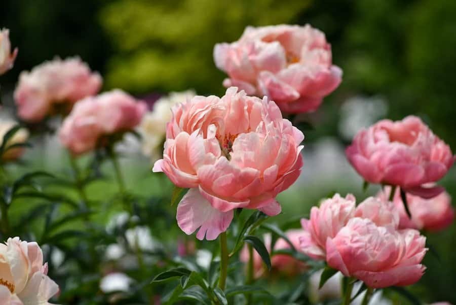 Peony flowering guide