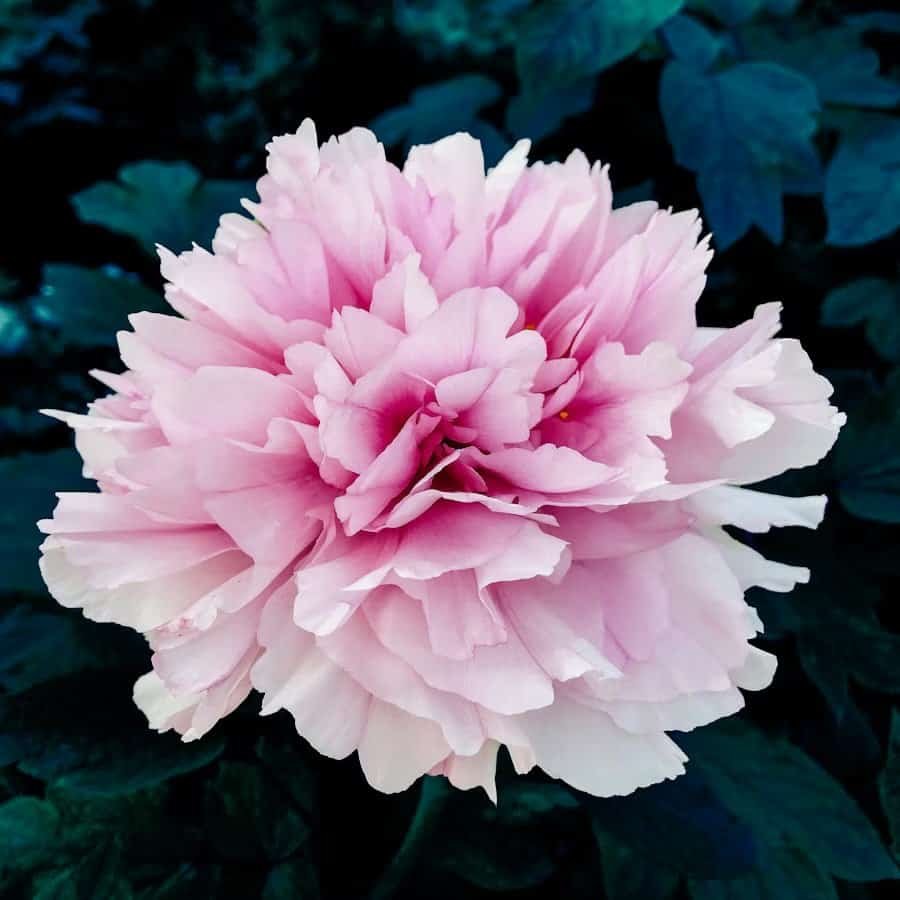Peony plant guide