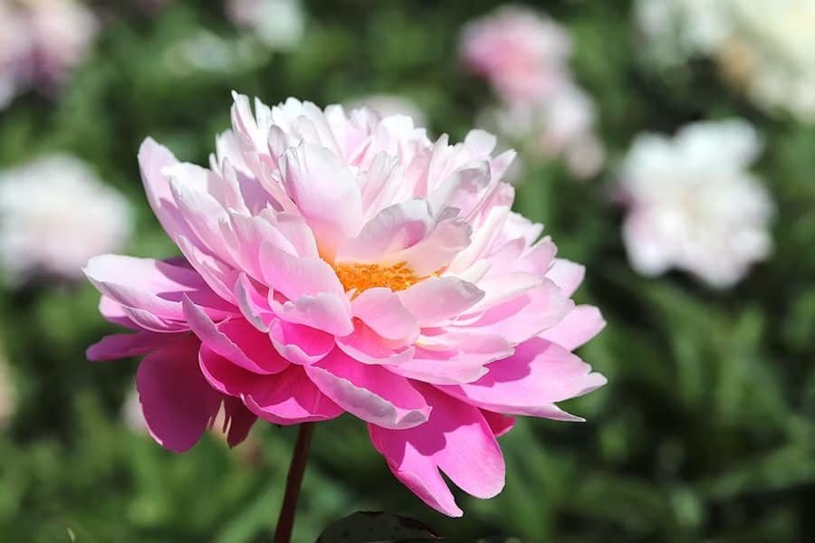 Peony plant guide