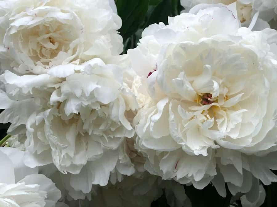 Peony flowering guide