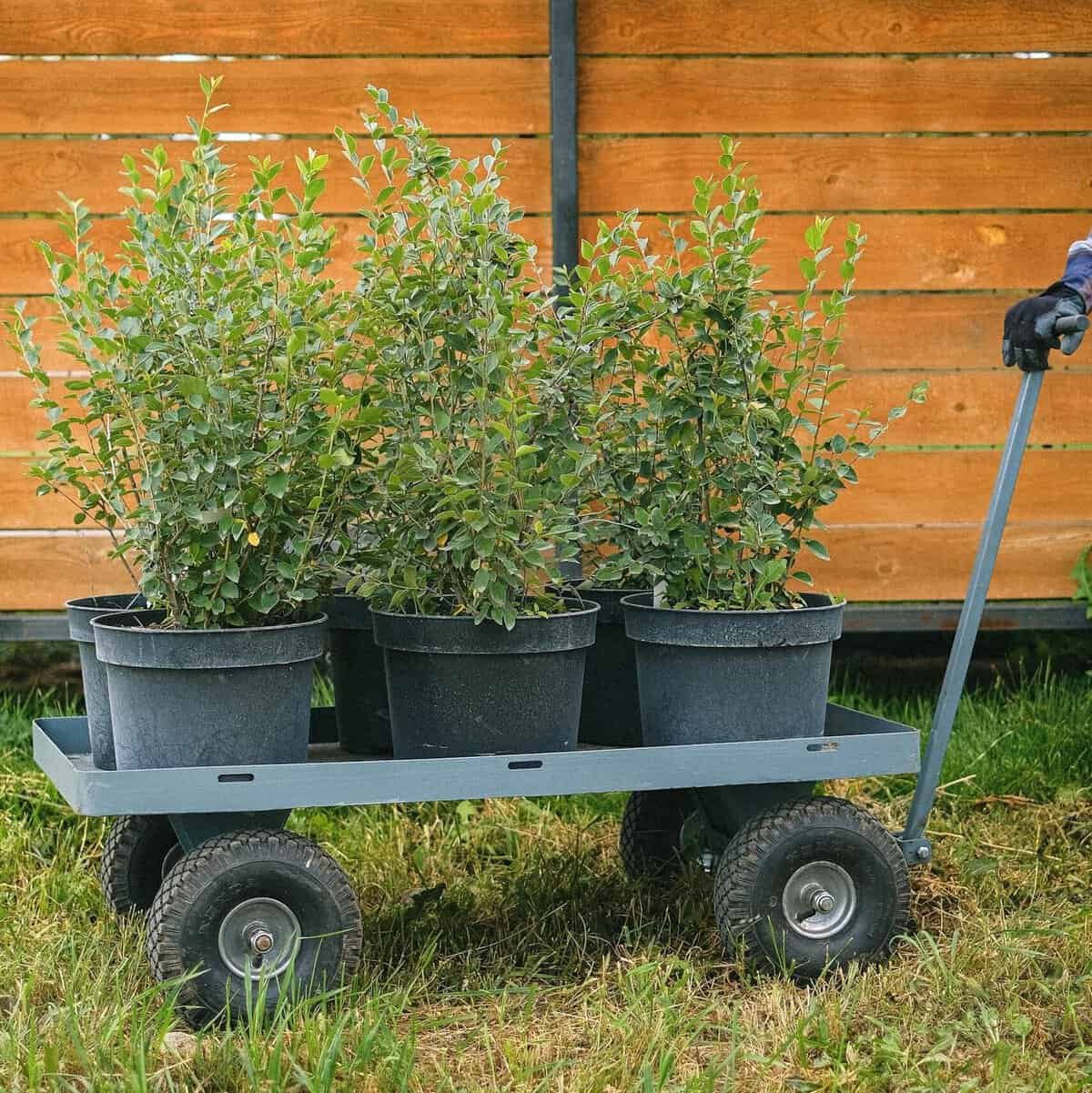 Best Gardening Tools for Arthritis (That Actually Help) 7 Garden rolling cart