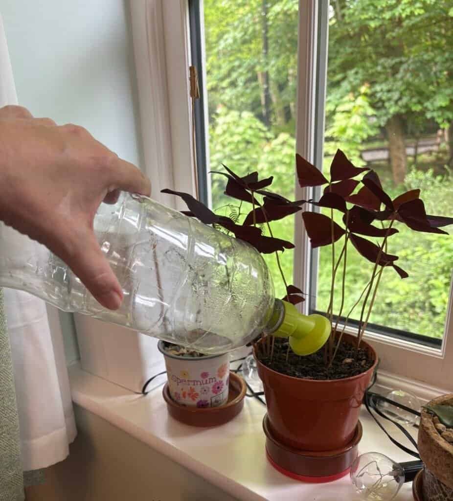 Woman using a bottle top sprinkler to water potted plants
