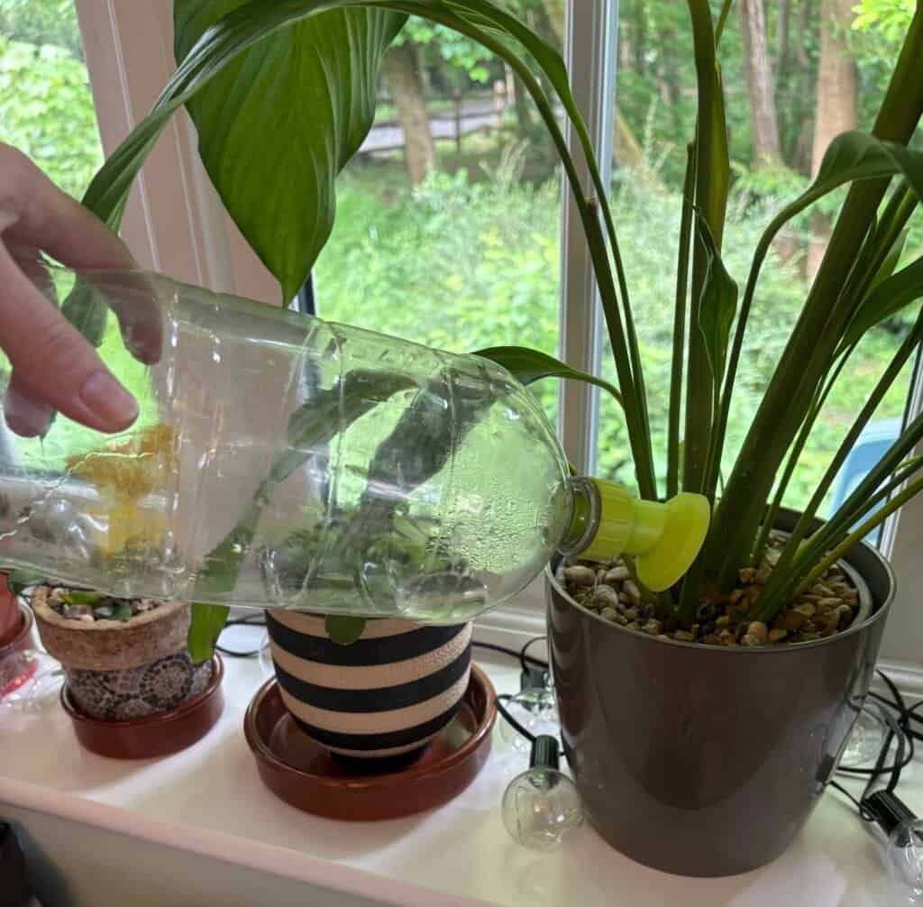 Woman using a bottle top sprinkler to water potted plants eas